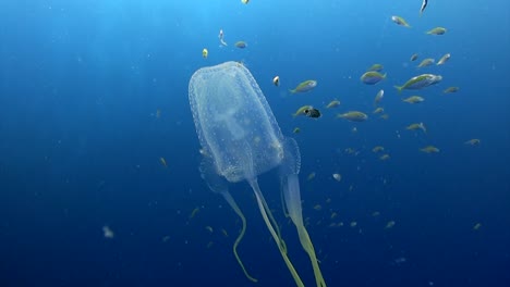Box-Jellyfish-swim-1