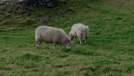 Two-scruffy-white-sheep-graze-on-a-grassy-hill-in-Ireland