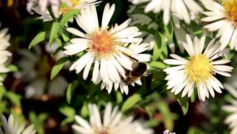 Bee-on-flowers-collecting-pollen-macro-closeup-3