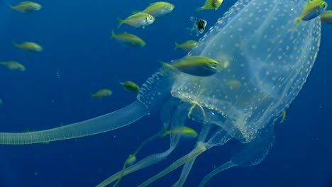 Box-Jellyfish-at-Koh-Tao-8