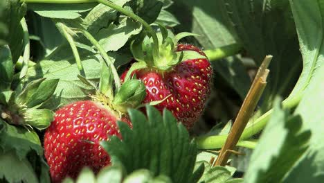 Beautiful-red-strawberries-on-a-bush,-Bavaria,-Germany