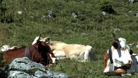 Mountain-pasture-with-cows-in-the-Bavarian-Alps-near-Sudelfeld,-Germany-7