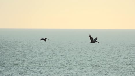 Slow-Motion-shot-of-two-pelicans-flying-left-to-right-through-the-screen-at-sunset-in-Florida