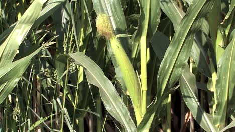 Close-up-of-Corn-cob-in-California,-USA