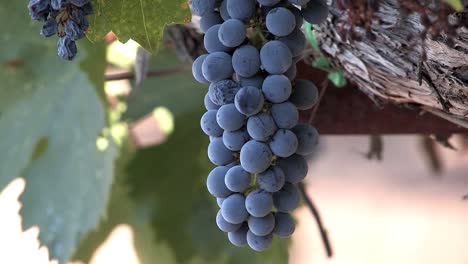 Close-up-of-bunch-of-red-wine-grapes-in-Napa-Valley-prior-to-harvest,-California,-USA-1