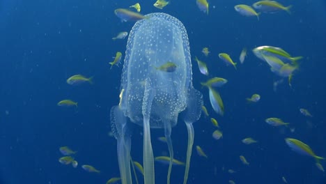Box-Jellyfish-swim