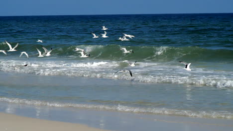 Seagulls-flying-over-crashing-ocean-waves
