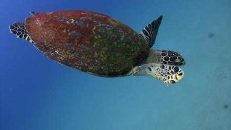 Schildkrötenschwimmen-Auf-Koh-Tao