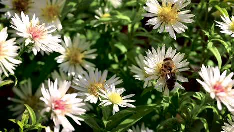 Biene-Auf-Blumen,-Die-Pollen-Sammeln-Makro-Nahaufnahme-6