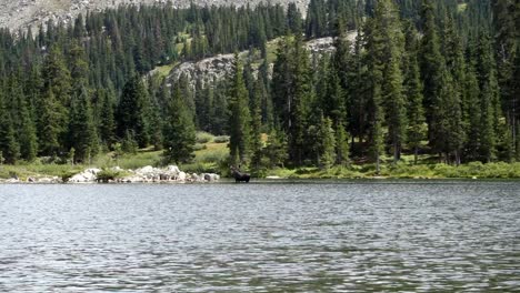 Moose-standing-in-lake-in-Colorado