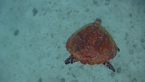Schildkrötenschwimmen-Bei-Koh-Tao-4