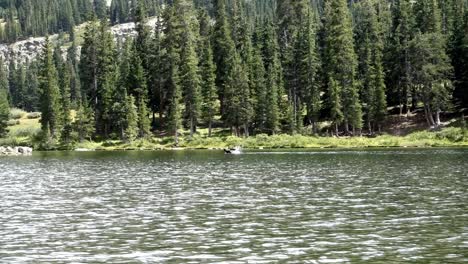 Moose-swimming-in-lake-in-Colorado