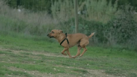 handheld-shot-of-small-dog-running-in-the-grass-on-dogs-park,-almada