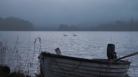Island-shore-two-swans-crossing-lake-beyond-beached-lake-boat-dusk