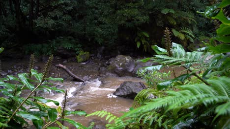Fluss,-Der-In-Den-Wäldern-Der-Azoreninseln-Fließt