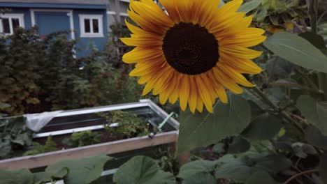 Sunflowers-in-full-bloom-at-the-local-community-garden-in-a-residential-nieghborhood,-slow-motion