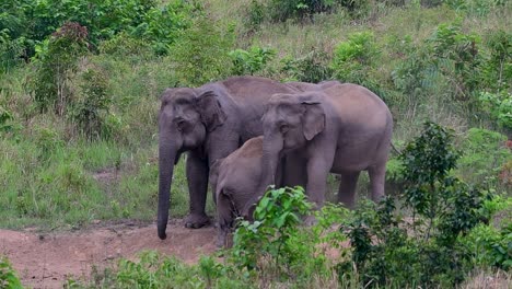 Die-Asiatischen-Elefanten-Sind-Vom-Aussterben-Bedroht-Und-Sie-Sind-Auch-In-Thailand-Beheimatet