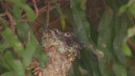 Hungry-hummingbird-chick-waits-on-nest-for-its-mom-and-when-she-arrives-it-opens-its-mouth-for-food-feeding-slow-motion-closeup