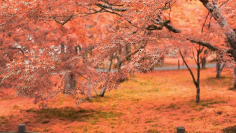 Beautiful-orange-garden-in-the-autumn-season-in-Kyoto,-Japan-soft-lighting-slow-motion-4K