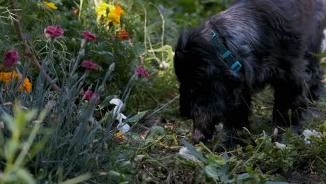 Cute-Spaniel-Puppy-Dog-Tries-to-Eat-Plants-in-Slow-Motion-in-Colorful-Flower-Garden,-Fixed-Soft-Focus