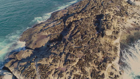 Aerial---Tilt-up-reveal-shot-of-high-concentration-of-seals-sunbathing-on-seal-island,-Mossel-Bay