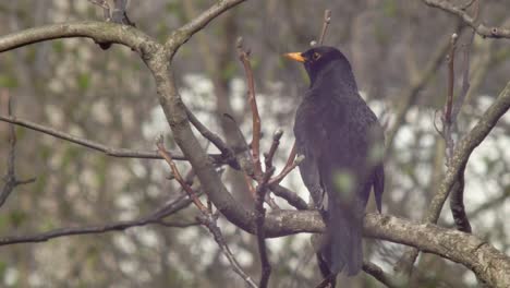 Medium-wide-Shot-of-a-Blackbird-sitting-on-a-tree-branch---a-little-reflection-of-the-sun-in-its-eye---looking-around-a-little-hectically-then-flying-off