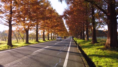 Autumn-Metasequoia-Road-in-Shiga,-Japan