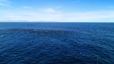 Aerial---Massive-flock-of-cormorants-in-open-ocean-taking-off-flying,-low-flying-drone