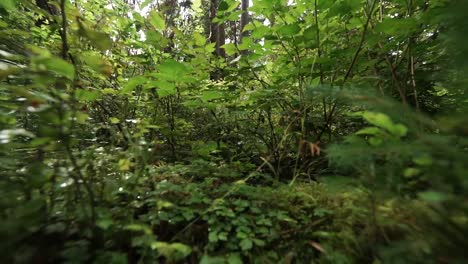 Zoom-out-low-to-the-ground-in-a-moss-covered-rain-forest,-small-trees-and-fern