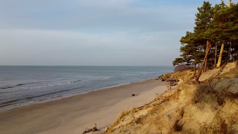 Aerial-view-of-Baltic-sea-coastline-at-Bernati-beach-in-Latvia,-flying-forward-trough-tight-coastal-pine-forest-over-white-sand-beach,-wide-angle-establishing-drone-shot