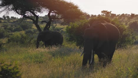 Großer-Elefant-Und-Ein-Jugendliches-Babyjunges,-Das-Auf-Den-Wilden-Grasweiden-Afrikas-Füttert