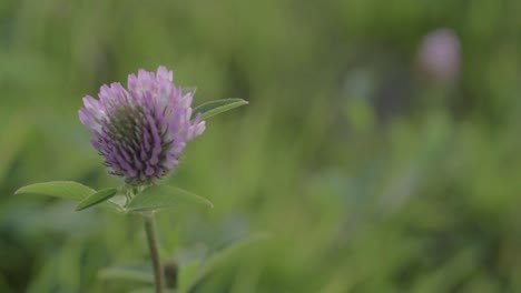 Red-clover-flower-growing-wild-in-green-background-meadow-close-up