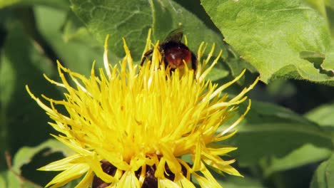 bumble-bee-pollinates--a-yellow-dandelion-flower