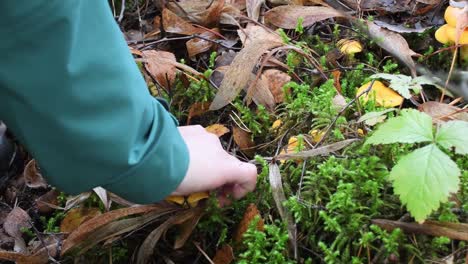 Woman-picking-up-very-delicious-mushroom-chanterelles-in-forest