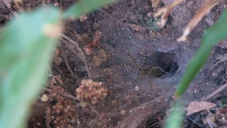 Funnel-Web-Spider-Gathering-Nest