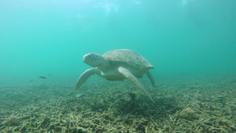 Meeresschildkröte-Schwimmt-Unter-Wasser,-Insel-Koh-Tao,-Thailand