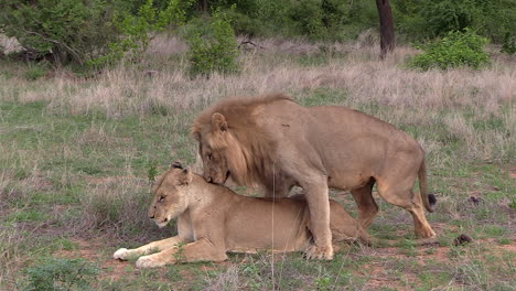 Ein-Paar-Löwen-Paaren-Sich-Auf-Gras-In-Der-Südafrikanischen-Wildnis