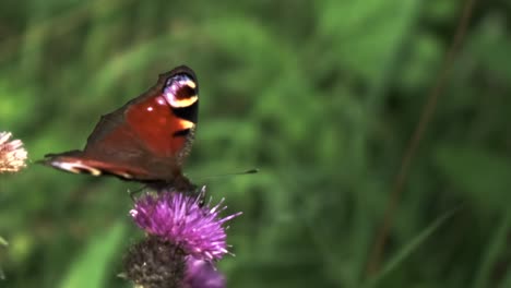 red-admiral-butterfly-in-slow-motion-pollinating-flower-batting-its-wings-global-warming-threat