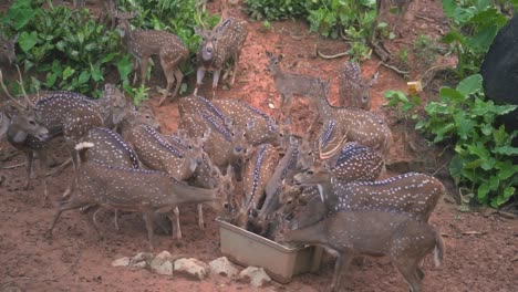 Feeding-A-Group-Of-Spotted-Deers-In-Zoo-Safari-Slow-Motion