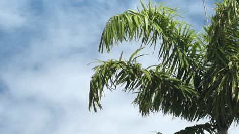 Large-Palm-tree-on-a-sunny-blue-sky-day,-sways-gently-in-the-breeze