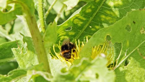 A-macro-close-up-shot-of-a-bumble-bee-on-a-yellow-flower-searching-for-food-among-green-leaves