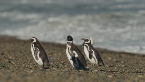Pinguin,-Der-Den-Strand-Hinaufgeht