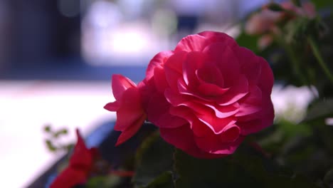 Red-Rose-in-the-Sun-with-busy-street-out-of-focus-in-background-1