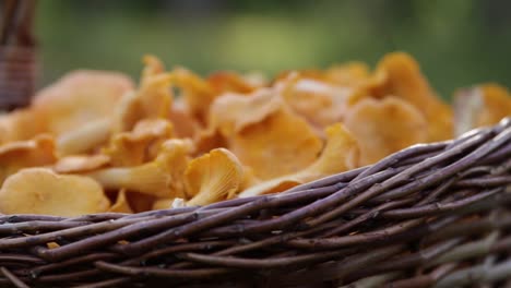 Close-up-of-a-basket-filled-with-chanterelle-mushrooms-in-a-Swedish-forest-4
