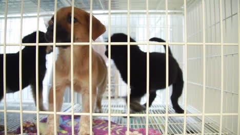 Restless-puppies-in-a-cage-of-an-animal-shelter