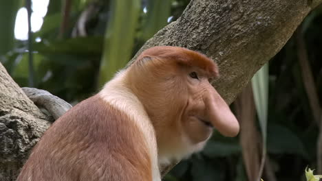 Male-proboscis-monkey-eating-leaves