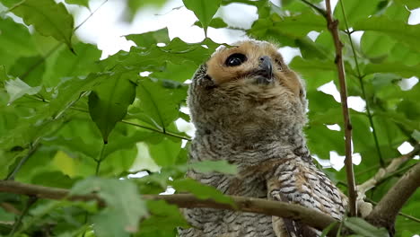 Spotted-wool-owl-in-rainforest-1