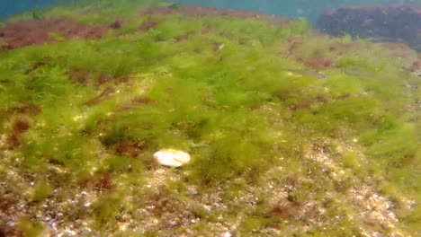 Underwater-shot-of-sea-grass