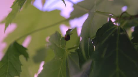 Close-up-shot-of-Ladybug-walking-across-leaves-in-urban-environment