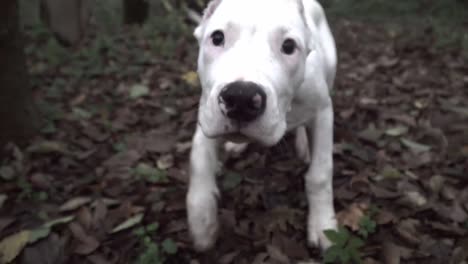 Weißer-Hund,-Der-In-Einem-Nebligen-Wald-Spielt-Und-In-Die-Kamera-Schaut